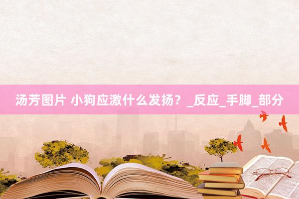 汤芳图片 小狗应激什么发扬？_反应_手脚_部分